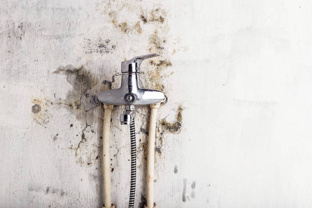 Best Affordable Mold Removal  in Steelton, PA