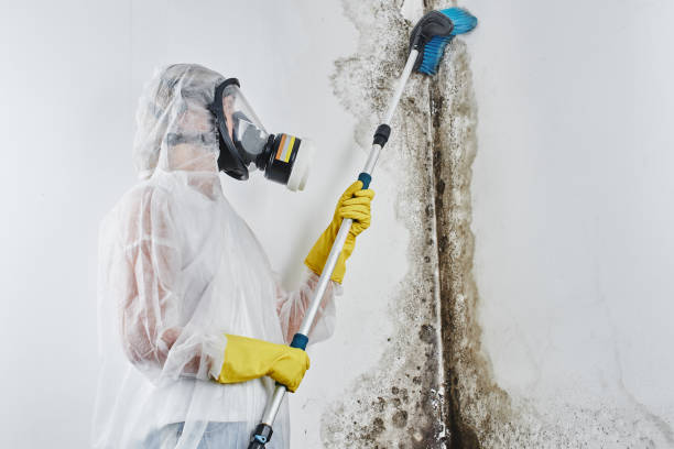 Professional Mold Removal in Steelton, PA