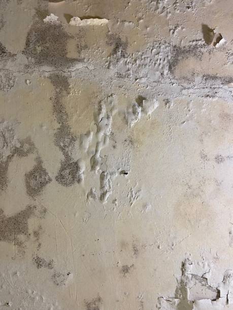 Best Mold Testing  in Steelton, PA